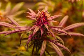 Lemon Weed Strains The Citrusy High You’ve Been Looking For Lemon Weed Strains The Citrusy High You’ve Been Looking For
